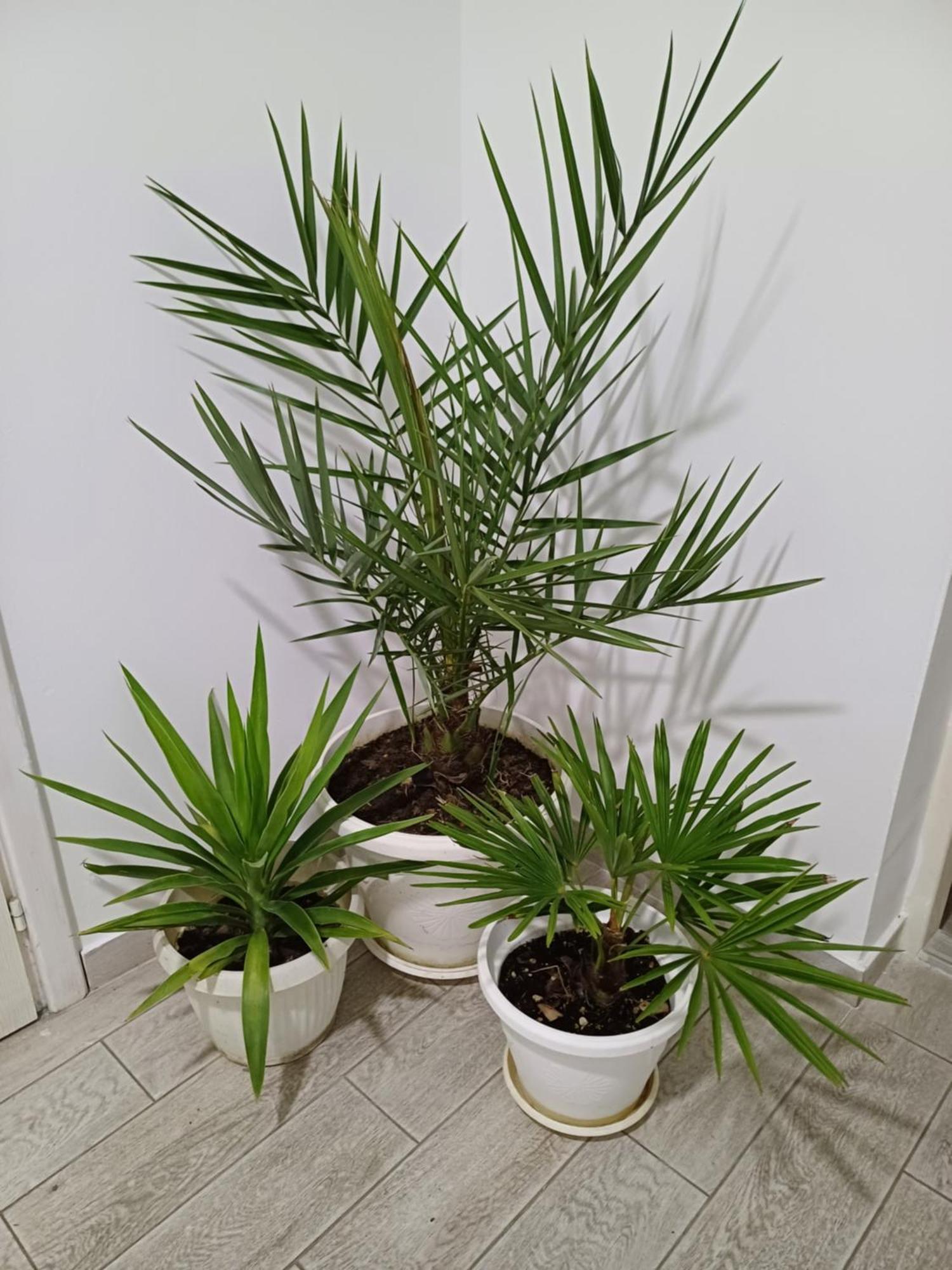 Apartman “Sanja” Pirot Luaran gambar